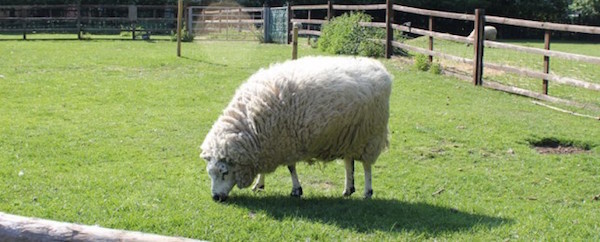 cityfarm.co.uk