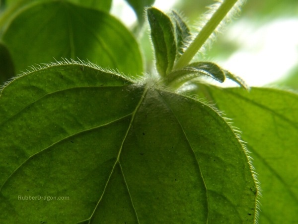 Flickr. nuotr.
