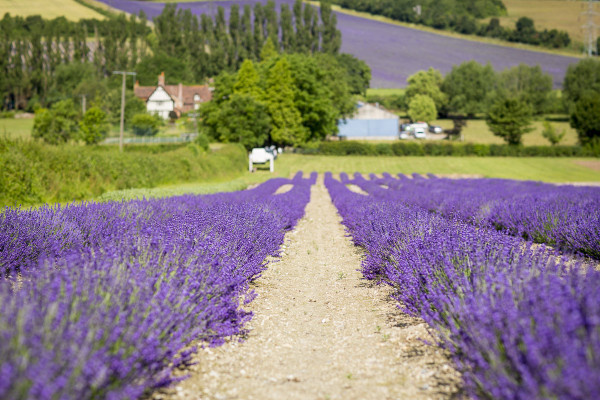 Castle Farm http://hopshop.co.uk