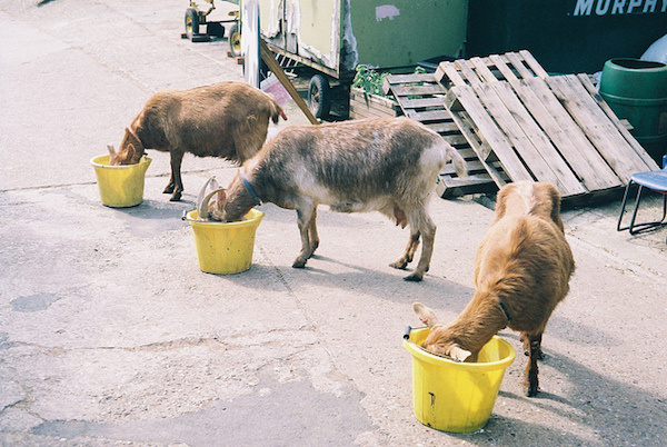 Flickr. Thomas Abbs nuotr.