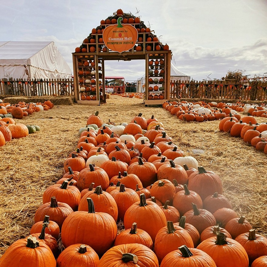 Facebook @CammasHallFarm.