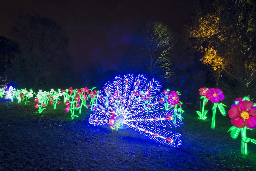 Weil-Creative illuminations. Credit: Jeff Eden, RBG Kew.