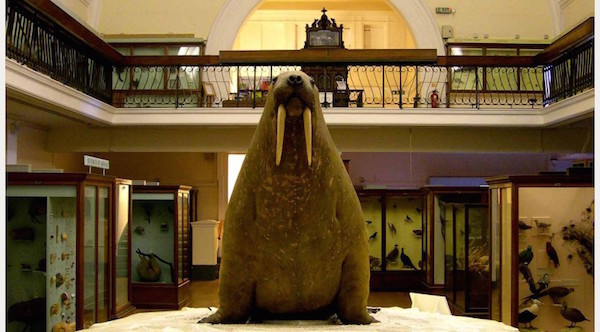 The Horniman muziejus