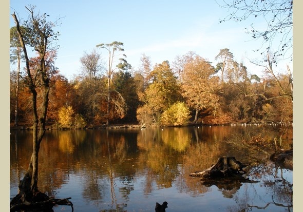Black Park Lake. Foto: woodlandtrust.org.uk